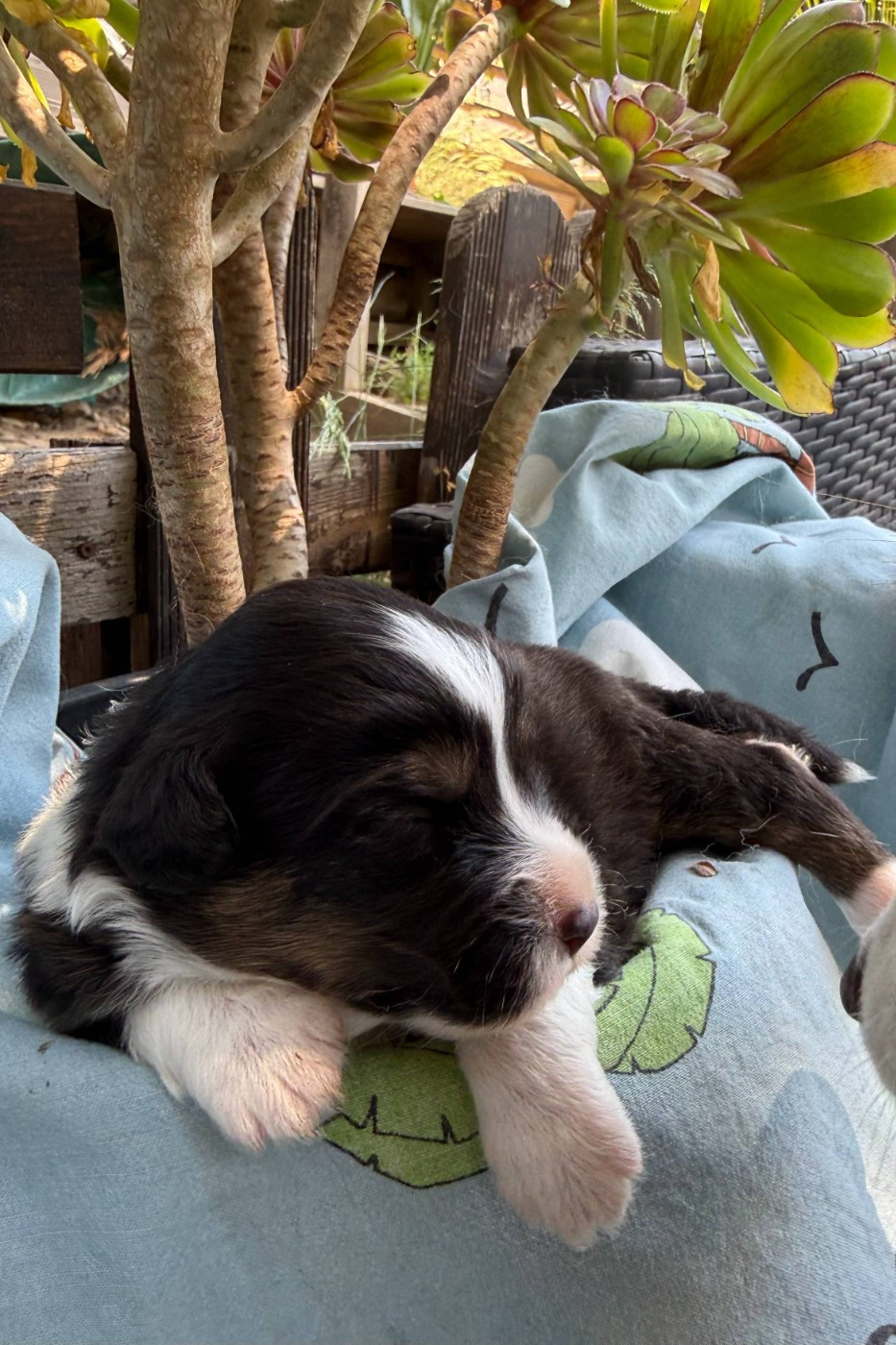 De La Vallée De La Folie D’Amour - Chiots disponibles - Berger Australien