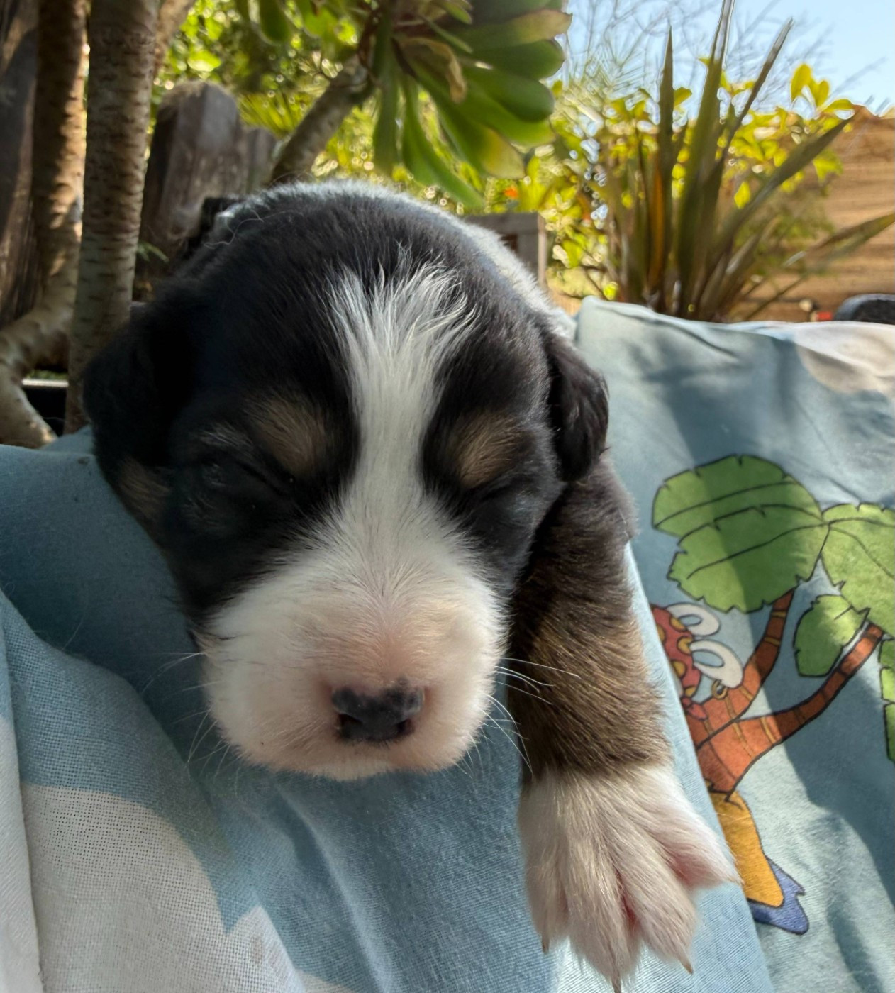 De La Vallée De La Folie D’Amour - Chiots disponibles - Berger Australien