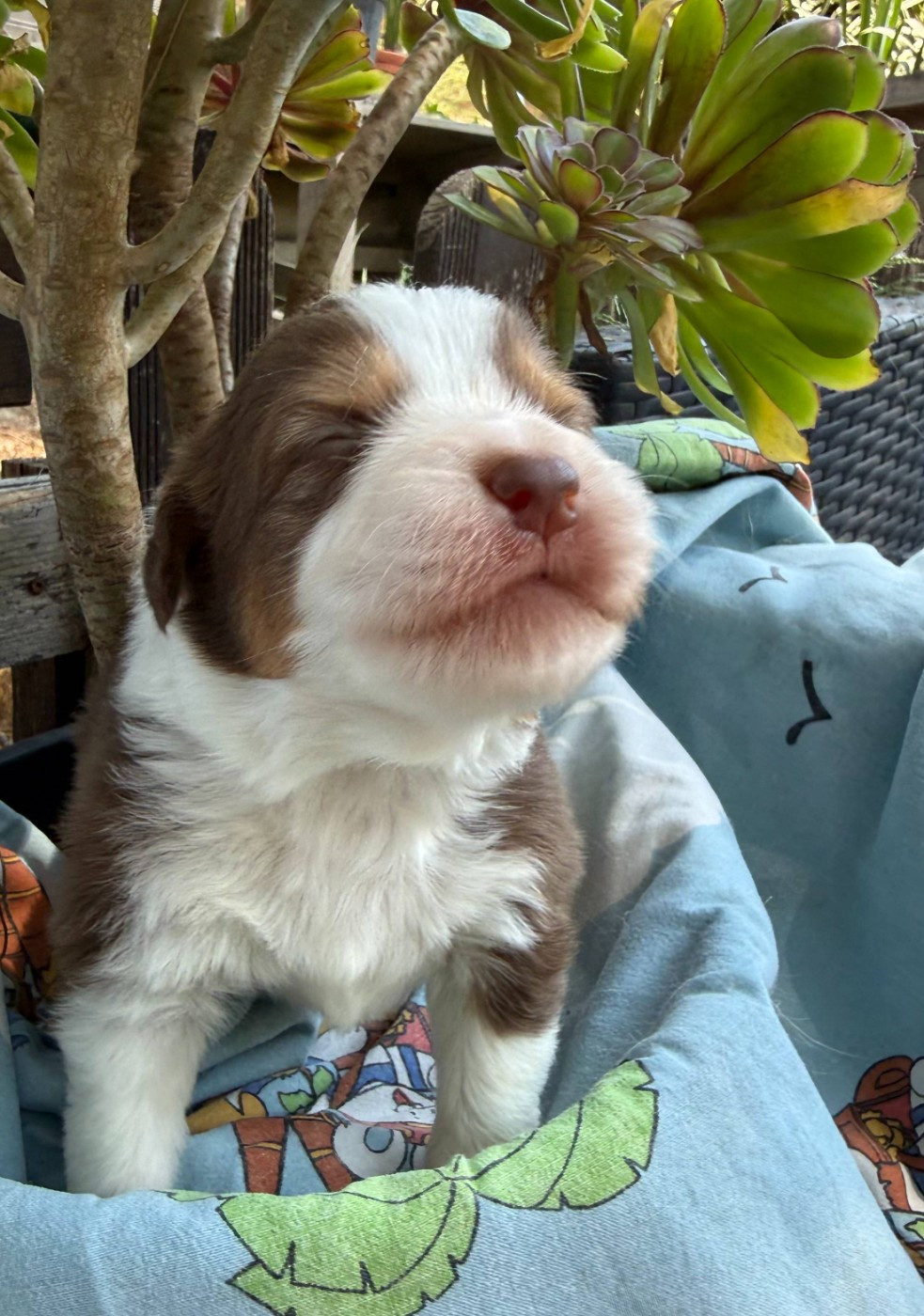 De La Vallée De La Folie D’Amour - Chiots disponibles - Berger Australien