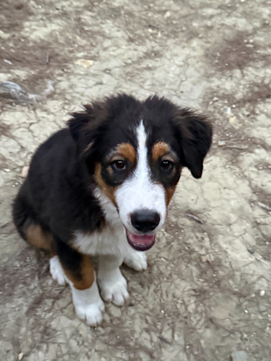 De La Vallée De La Folie D’Amour - Chiots disponibles - Berger Australien