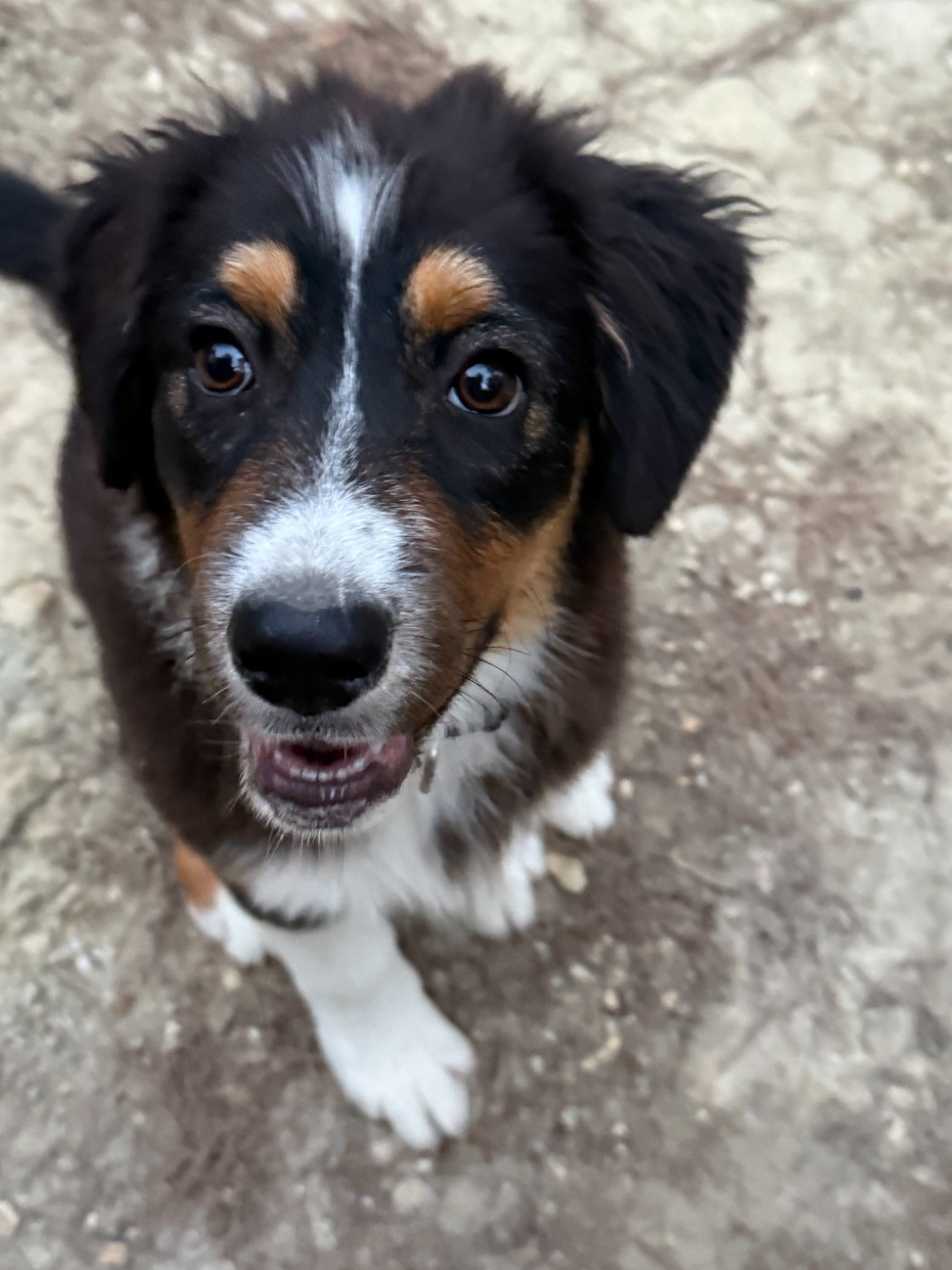 De La Vallée De La Folie D’Amour - Chiots disponibles - Berger Australien