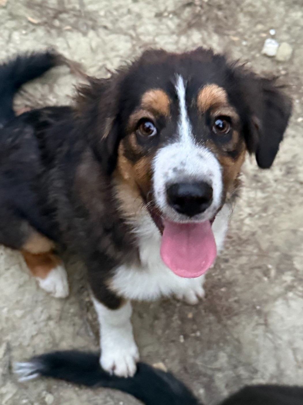 De La Vallée De La Folie D’Amour - Chiots disponibles - Berger Australien