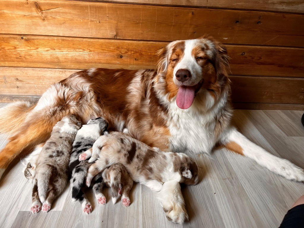 De La Vallée De La Folie D’Amour - Berger Australien - Portée née le 22/06/2025