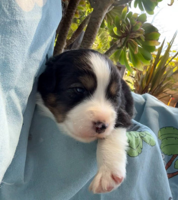 CHIOT 1 BAIKO
