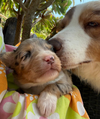 CHIOT 2 BELLA