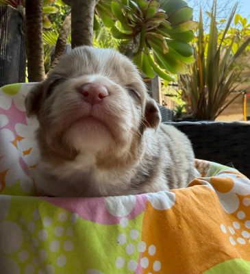 CHIOT 3 BAYA