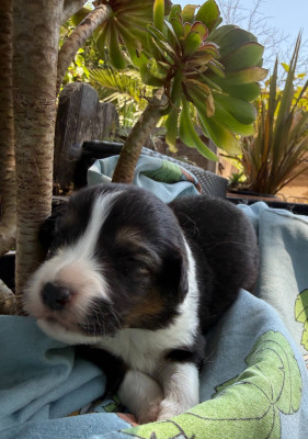 CHIOT 5 BLOOM